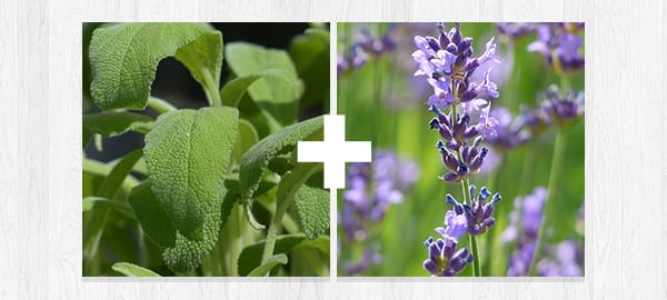 Sage + Lavender Herbs